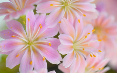 Feng Shui NEWS & MINDFOOD 03-16 inkl. GRATIS E-Book