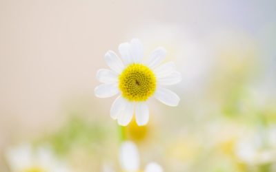 Frühlings-Kick-off mit Space Clearing inkl. GRATIS E-Book