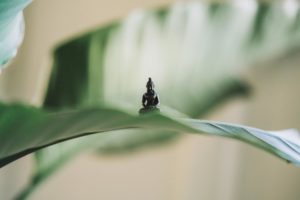 Kleiner Buddha sitzend auf Blatt